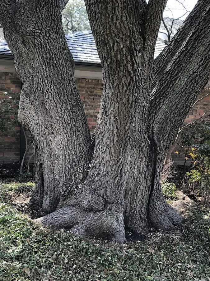 Mature heritage tree close to a Strongsville property cared for by certified arborists